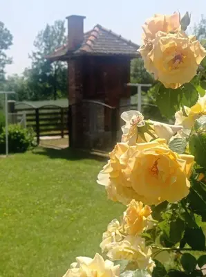 a bunch of yellow roses in front of a house at Vintage Village Serbia