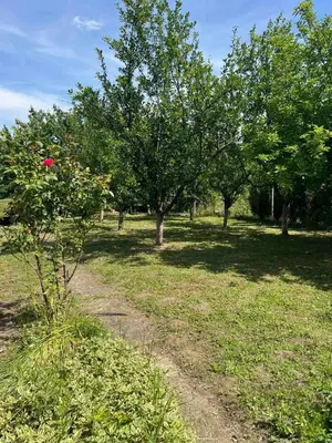 a field of grass with trees and a dirt road at Vikendica Mali Pozarevac