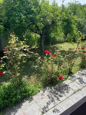 a garden with a tree and some red roses at Vikendica Mali Pozarevac