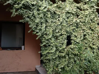 a plant that is growing on the side of a building at Beograd-Zvezdara in Belgrade