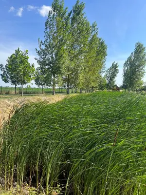 a field of tall grass with trees in the background at Ritopia Glamping in Kovilj