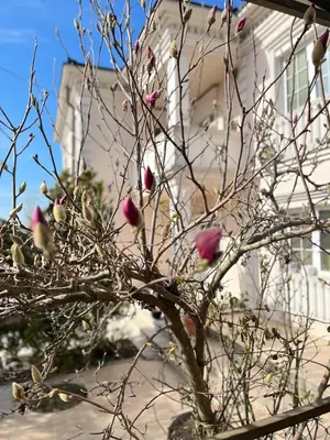 a tree with pink flowers in front of a building at Vila Monika in Belgrade