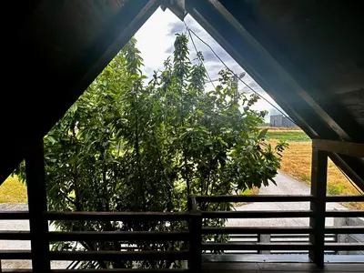 an apple tree in front of a fence at Taca House - Airport apartman in Surčin