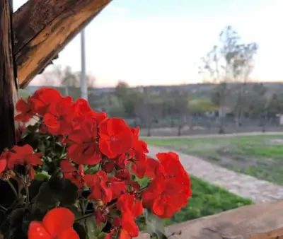 a bunch of red flowers in a window at Apartmani Etno Selo Americ