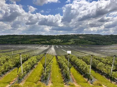 an agricultural field with rows of vines at Vila Aleksandar in Orašac
