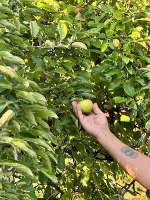 a persons hand holding an apple in a tree at Kuća za odmor ,, Bundevica,,
