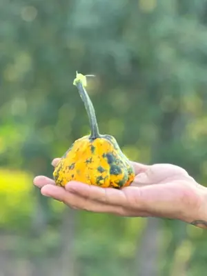 a hand holding a yellow fruit with a stem at Kuća za odmor ,, Bundevica,,