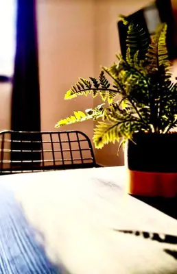 a plant in a pot sitting on a table at Amar2 in Belgrade