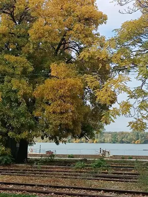 a tree with yellow leaves next to a lake at Apartman KEJ Smederevo in Smederevo