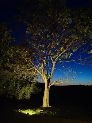 a tree in the middle of a field at night at ART HOUSE Kosmaj 1 in Sopot