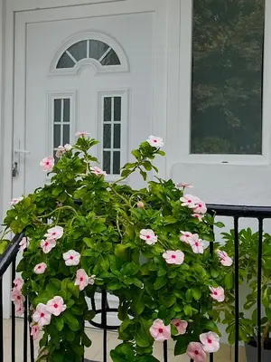 a plant with pink flowers in front of a door at msapartman in Surčin