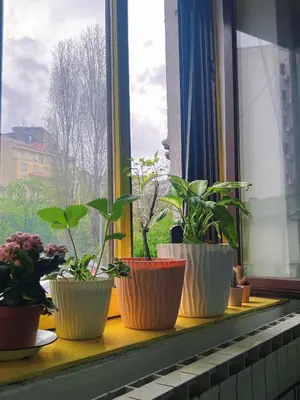 a group of plants sitting on a window sill at Oneone eleven hostel in Belgrade