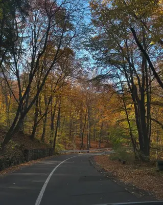 an empty road in the middle of a forest at Cozy apartment Kosmaj Residence in Rogača
