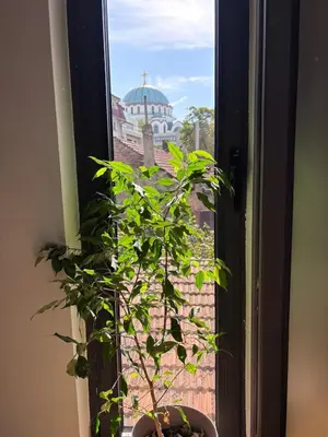 a plant in a pot sitting in a window at Pejton Apartment in Belgrade