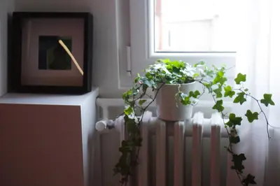 two potted plants sitting on a radiator next to a window at Center Luxury Studio Knez Mihailova & Kalemegdan in Belgrade