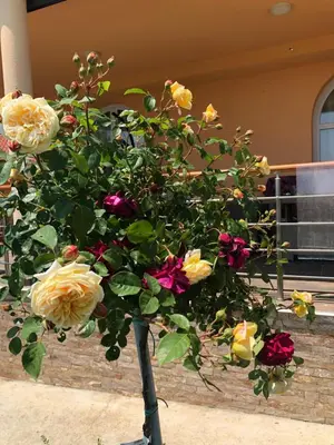 a bouquet of yellow and red roses in a vase at Kosmaj-Suncani Breg