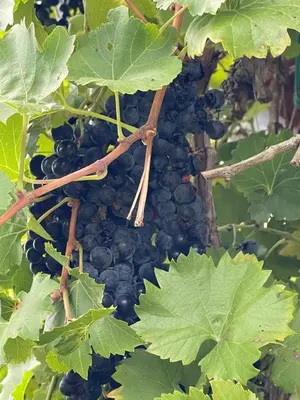 a bunch of black grapes hanging from a tree at Kosmaj-Suncani Breg