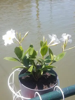 a plant in a pot sitting in the water at Hostel Otard in Belgrade
