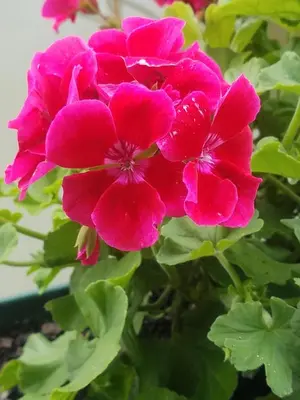 a group of pink flowers on a plant at Hostel Otard in Belgrade