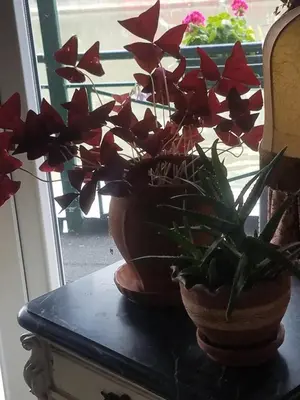 a couple of potted plants sitting on a table at Hostel Otard in Belgrade