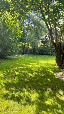a tree in the middle of a grass field at vila filip in Belgrade