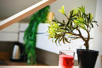 a plant in a vase next to a glass at Old Port Riverside Lofts in City Center in Belgrade