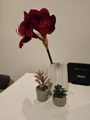 a red flower in a vase on a table at Aker in Belgrade
