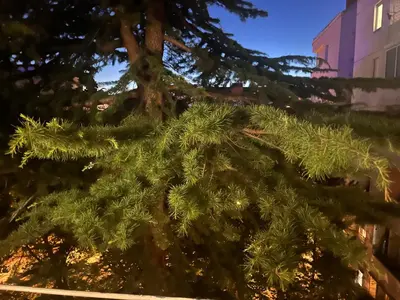 a close up of a christmas tree at Mila in Belgrade