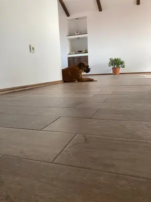 a brown dog laying on the floor of a room at Vranjes apartman in Beograd