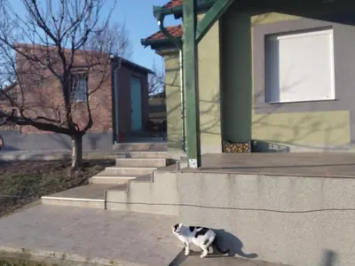 a black and white cat sitting in front of a house at Ranč Petar Alavanja Banstol in Sremski Karlovci