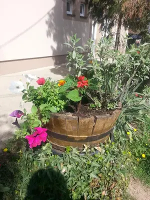 a planter filled with flowers in a yard at Sweet Dreams Apartment in Arandjelovac