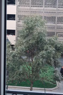 a large tree in front of a building at Belle Apartments - Obilicev Venac in Belgrade