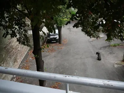 a black cat sitting in the middle of a street at Balkan-inn Skadarlija 2 apartment in Belgrade