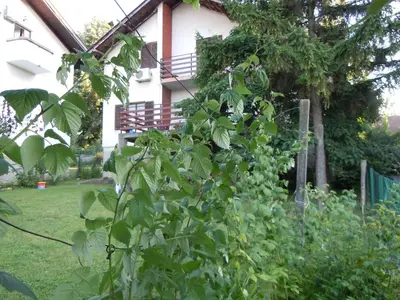 a bush in front of a house with a bench at Apartmani Sobe BILJANA in Arandjelovac