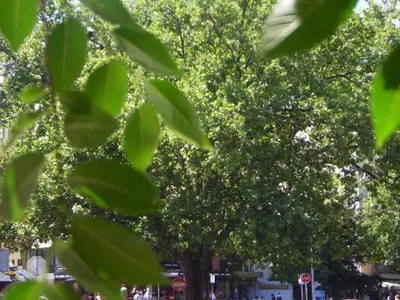 a large tree with green leaves on a street at Studio Kalenic in Belgrade