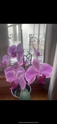 a group of purple flowers in a vase in a window at Slavija Square Apartments in Belgrade