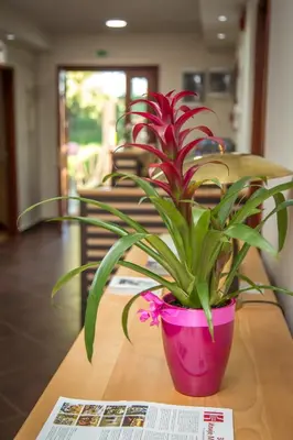 a plant in a pink pot sitting on a table at Green House Hostel in Belgrade