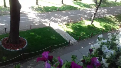 a garden with purple flowers next to a tree at Blue Danube Apartment in Belgrade