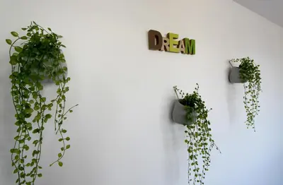 two potted plants hanging on a white wall at Dream Apt with parking in Belgrade