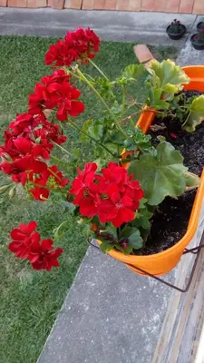 a flower pot with red flowers in it at Djurdja Apartment in Arandjelovac