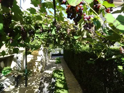 a garden with red grapes hanging from a hedge at Meda Apartment in Belgrade