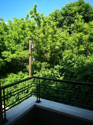 a balcony with a fence and trees in the background at Ana's Apartment in Belgrade