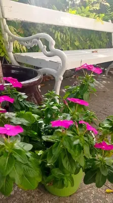 a white bench and pink flowers next to a white plant at Belgrade Apartment Happy Garden in Belgrade