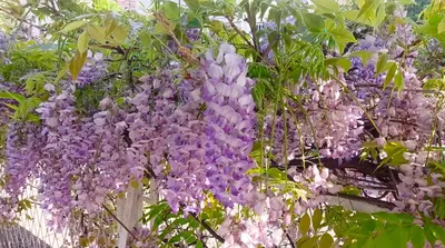 a bunch of purple flowers hanging from a fence at Belgrade Apartment Happy Garden in Belgrade