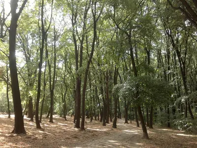a wooded area with a lot of trees at Flat Kosutnjak 9 in Belgrade