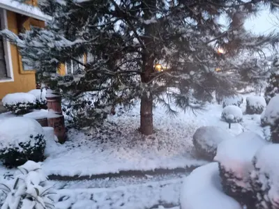 a snow covered yard with a tree and a house at Aerport - Natura Apartment in Belgrade