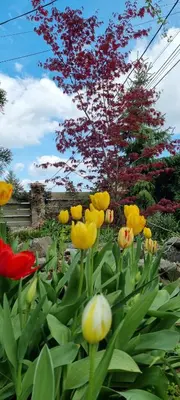 a bunch of yellow and red flowers in a garden at Aerport - Natura Apartment in Belgrade