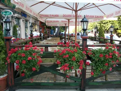 a row of benches with flowers on them at Vila Hit in Ruma