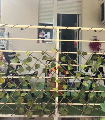 a woman standing on a balcony looking at a plant at Talisman in Belgrade