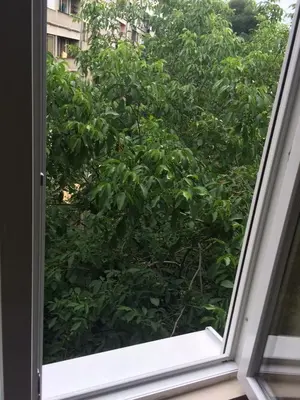a window with a view of a bush at H&M Lux appartment downtown NEW in Belgrade